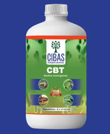 CBT