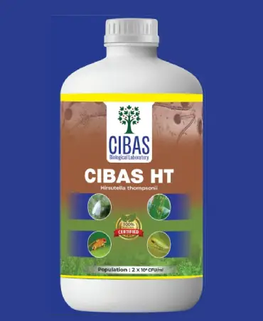 Cibasht