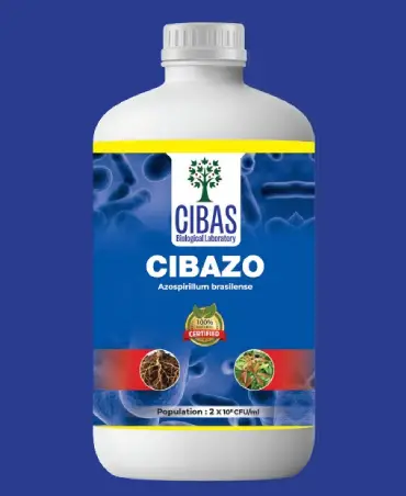 Cibazo