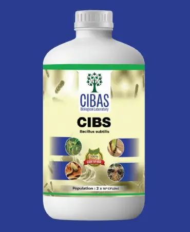 CIBS Product