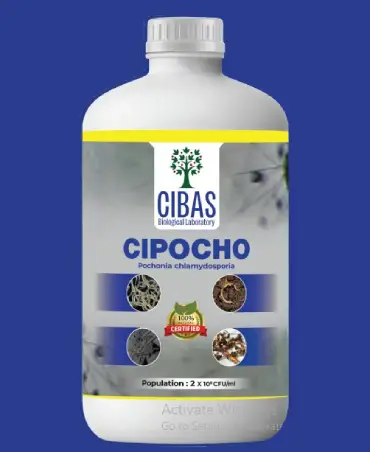 Cipocho