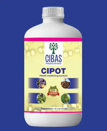 Cipot